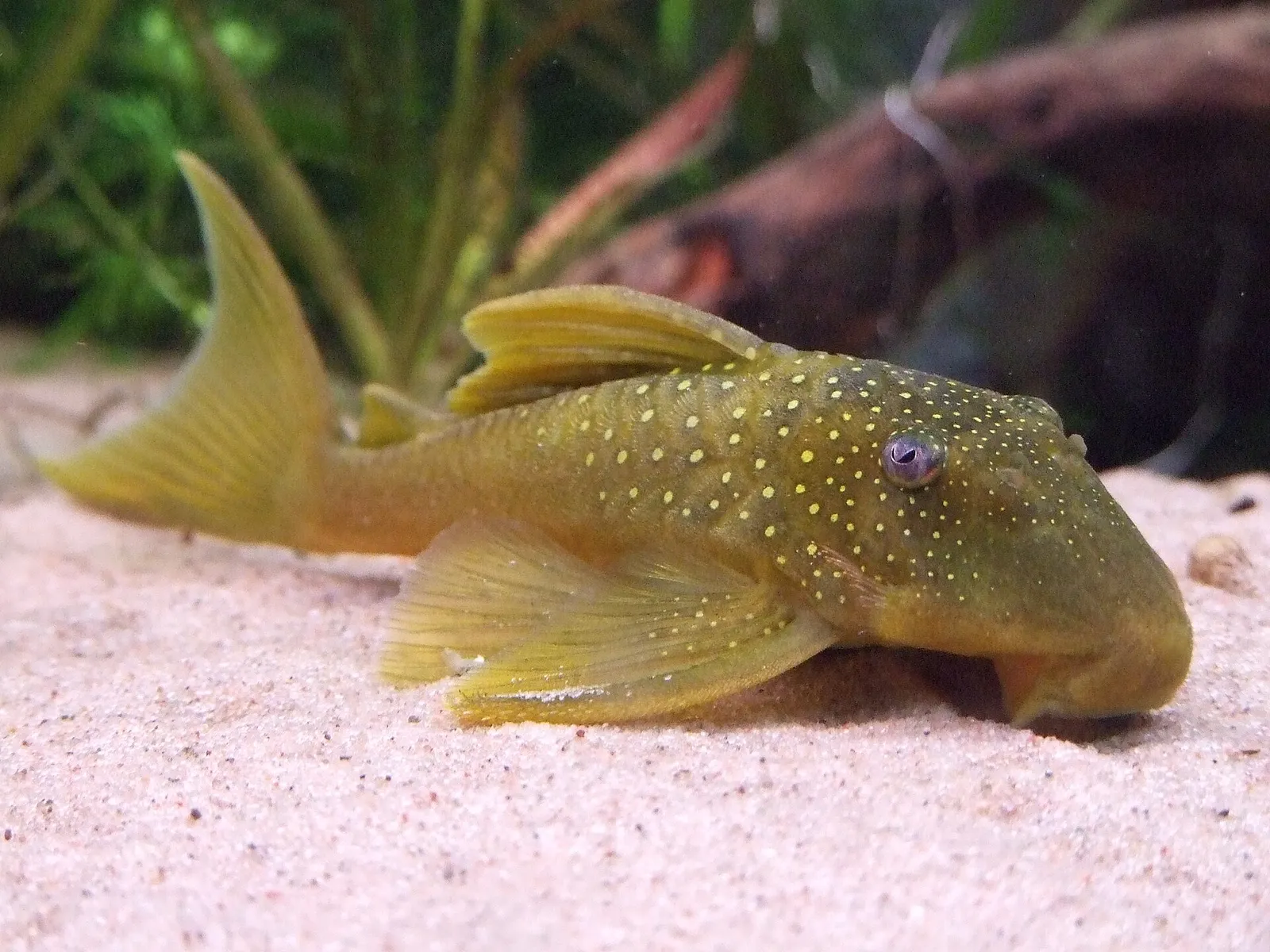 Green Phantom Pleco (Baryancistrus demantoides)
