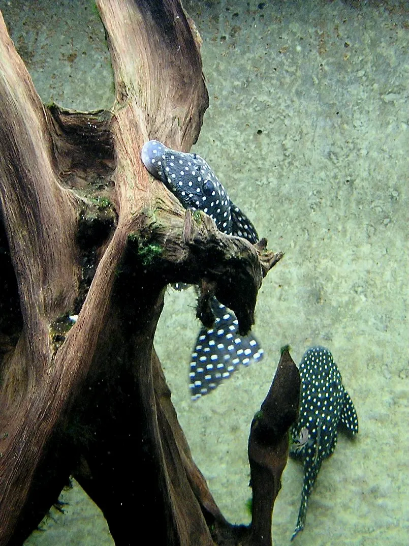 Snowball Pleco (Baryancistrus niveatus)