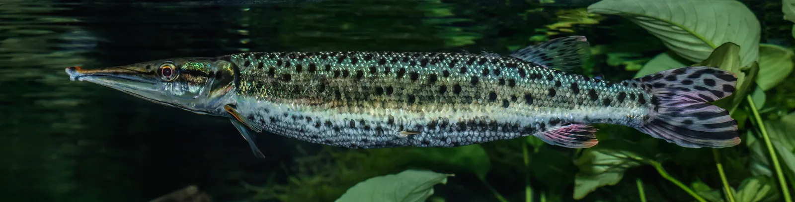 Spotted pike characin (Boulengerella maculata)