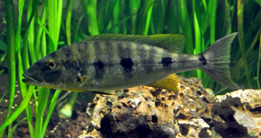 Giant Cichlid (Boulengerochromis microlepis)
