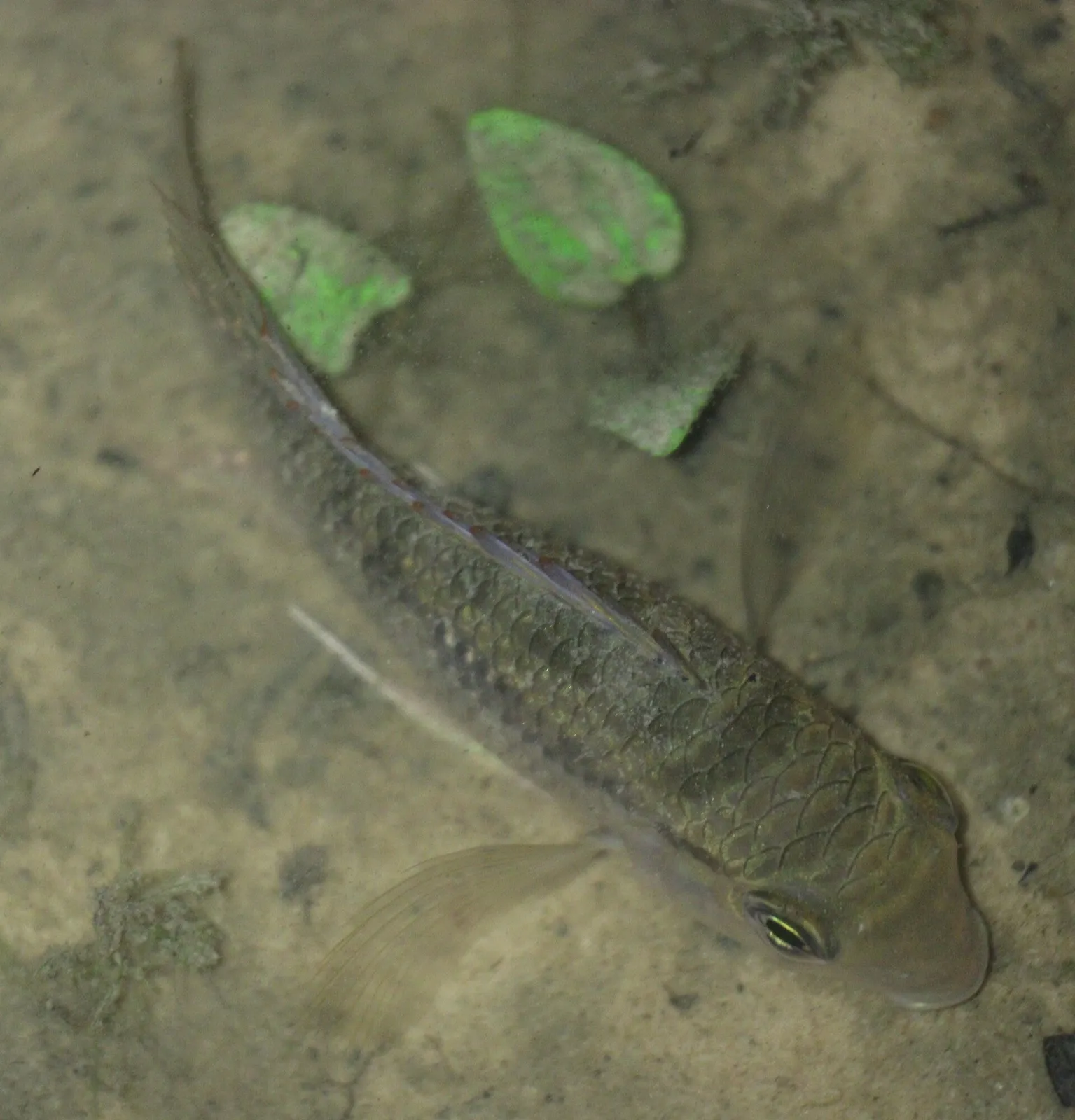 Yellow banded acara (Bujurquina vittata)