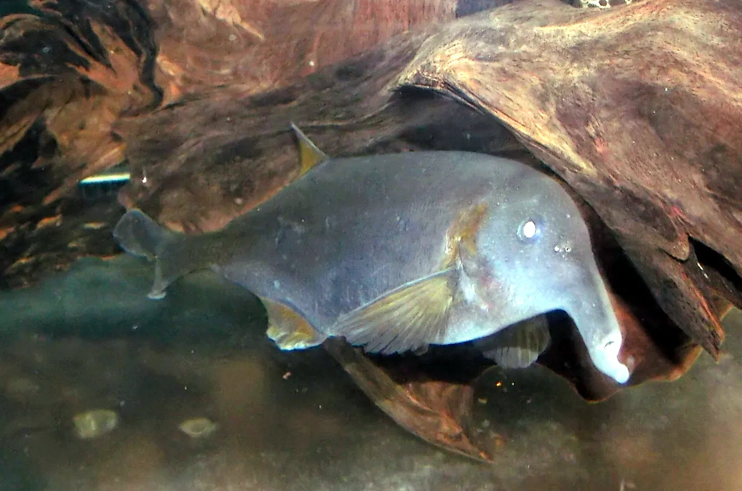 Double-trunk elephant nose (Campylomormyrus rhynchophorus)