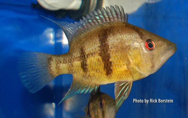Caquetia myersi Male