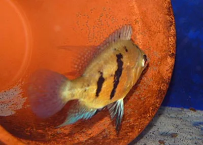 Caquetia myersis female guarding her eggs.