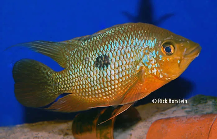 Caquetaia spectabilis