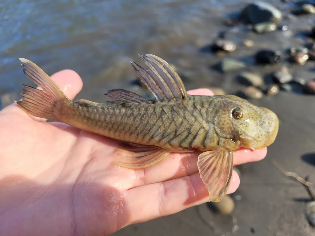 Rubbernose pleco (Chaetostoma dermorhynchus)