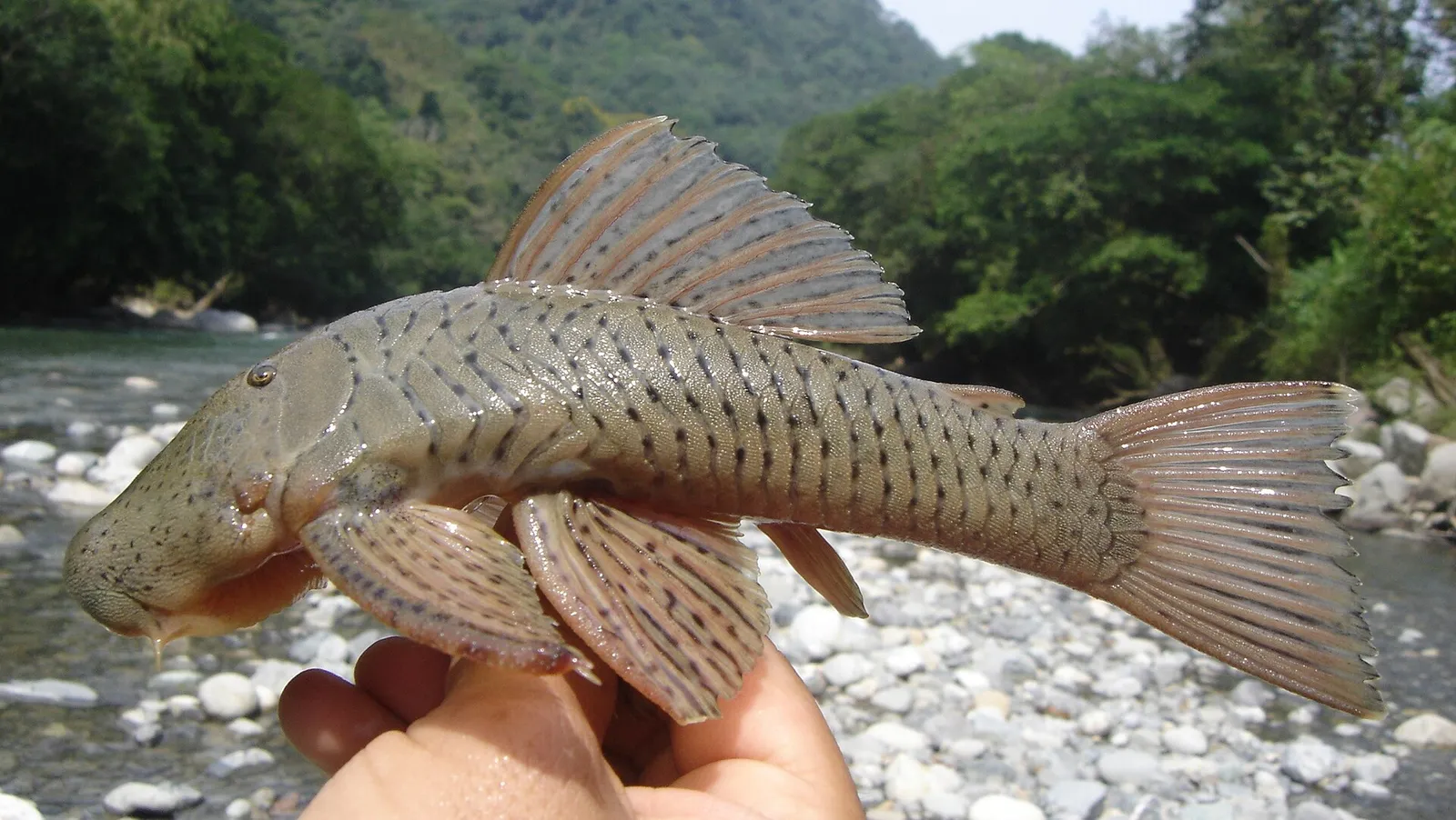 Fischer's Rubbernose Pleco (Chaetostoma fischeri)