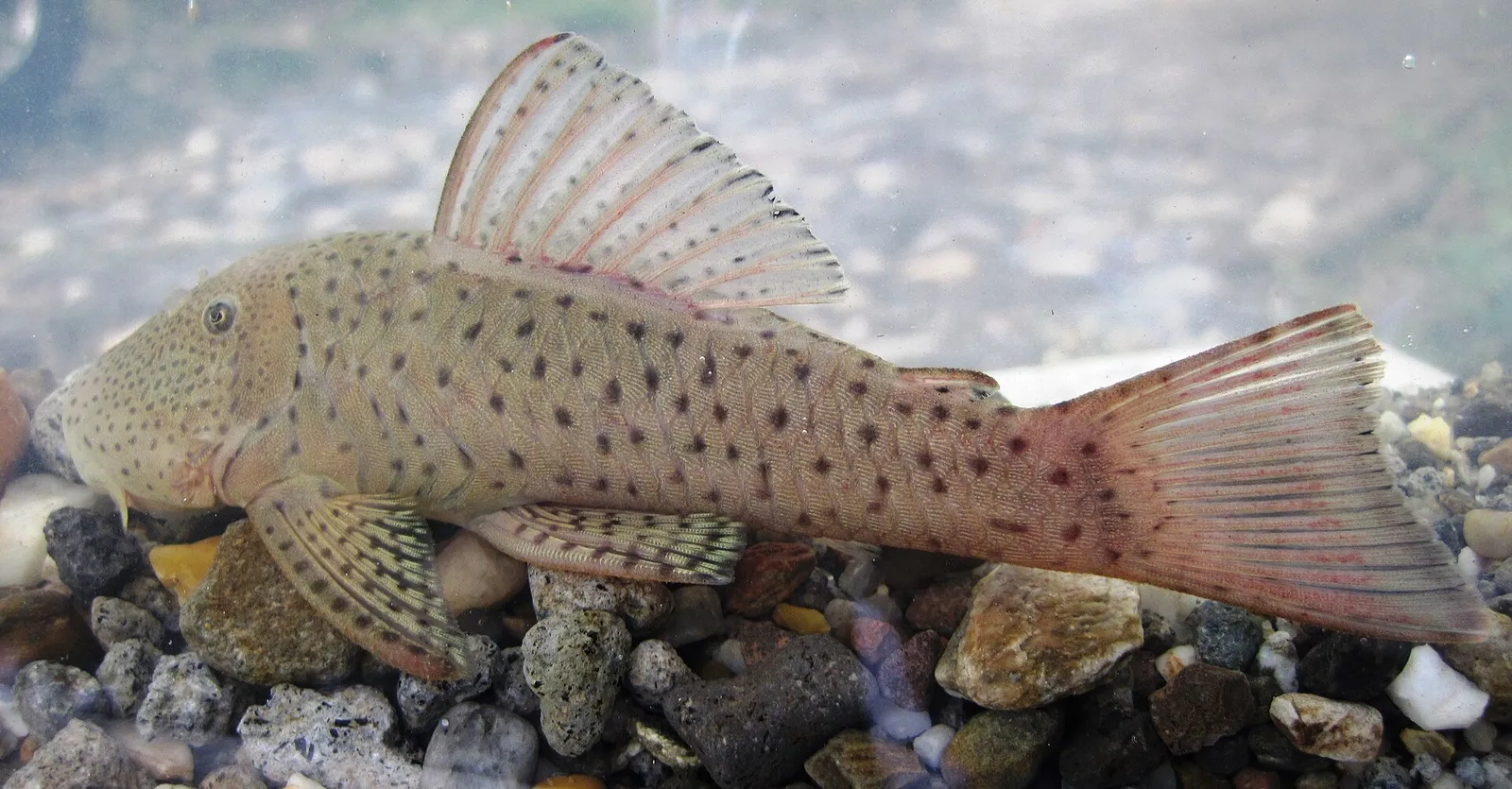 Miles' Rubbernose Pleco (Chaetostoma milesi)