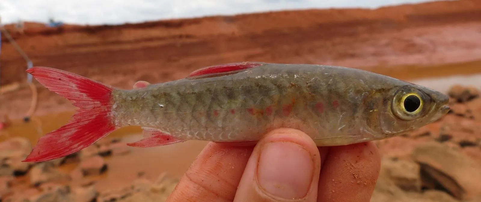 Pinktail chalceus (Chalceus epakros)