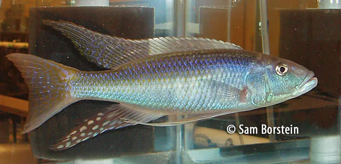 Champsochromis caeruleus