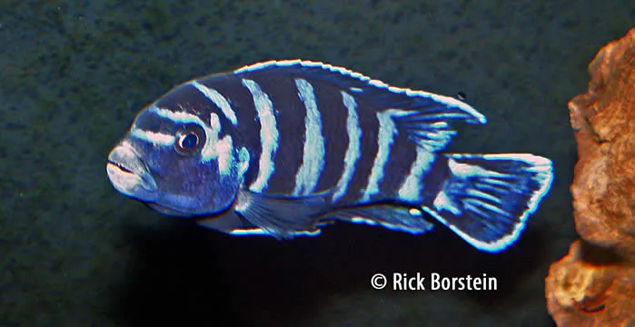 Pseudotropheus demasoni Male