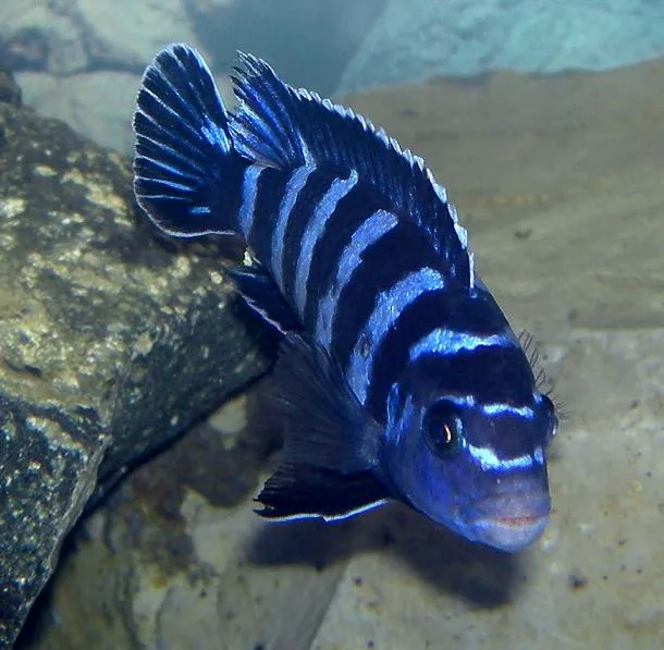 Demasoni cichlid (Chindongo demasoni)