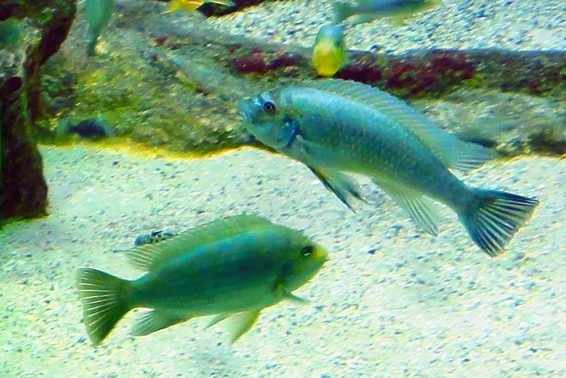 Powder blue cichlid (Chindongo socolofi)