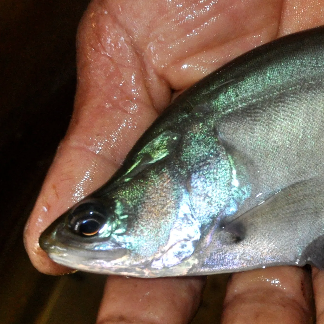 Sumatran featherback (Chitala hypselonotus)
