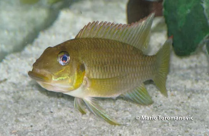 Chromidotilapia kingsleyae Female