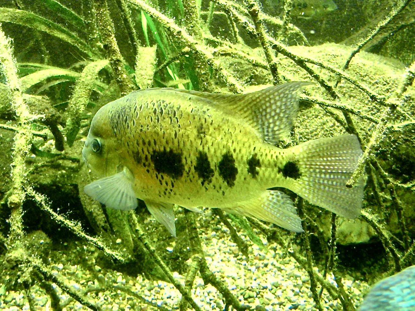 Chisel-tooth cichlid (Cincelichthys bocourti)