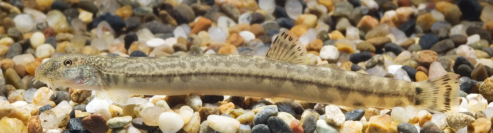 Ajime loach (Cobitis delicata)