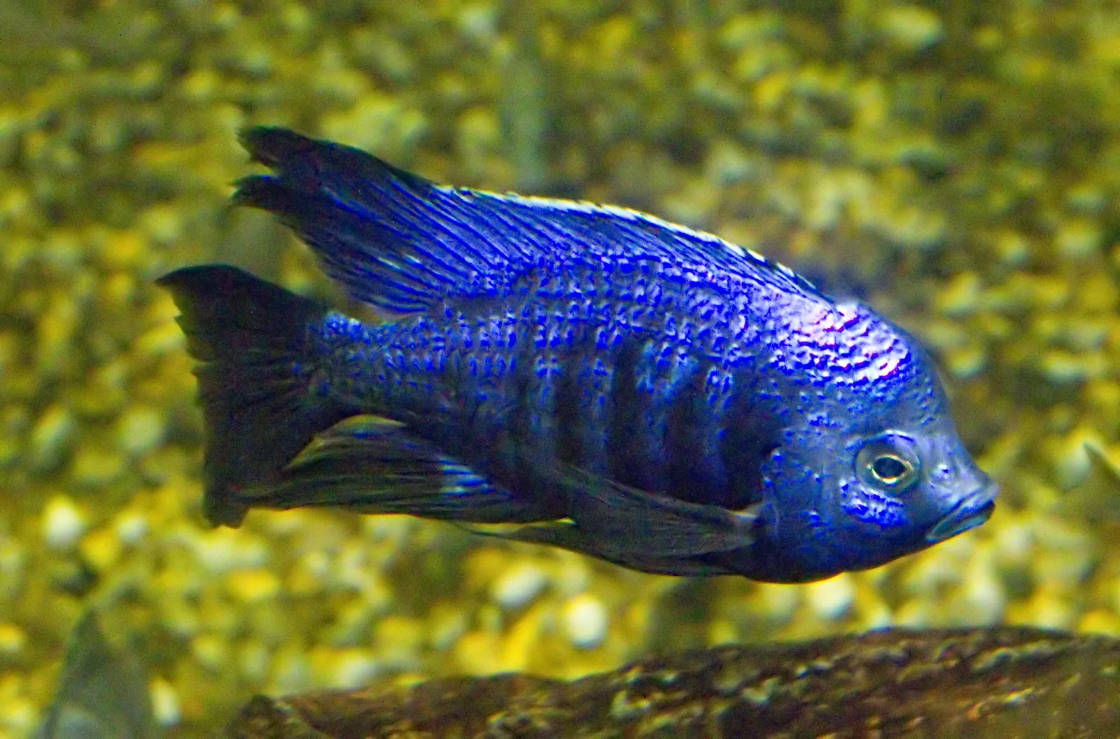 Blue utaka (Copadichromis azureus)