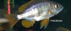 Copadichromis borleyi Female