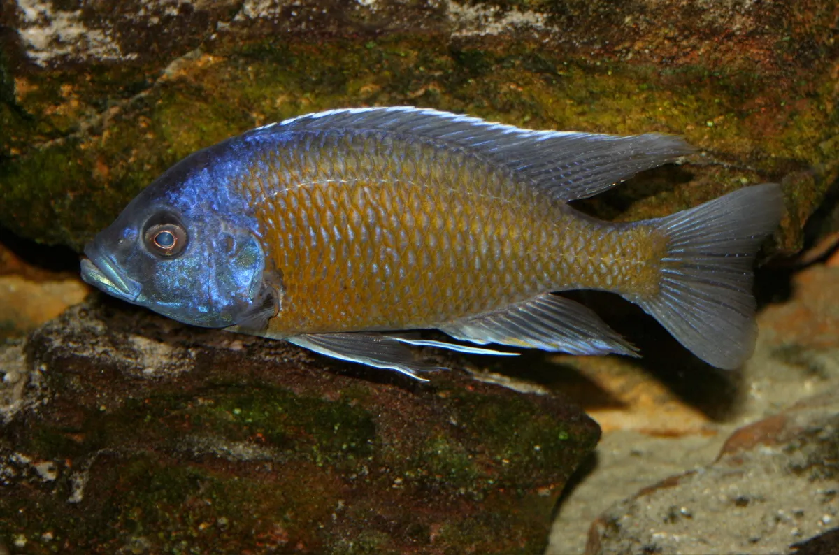 Redfin (Copadichromis borleyi)