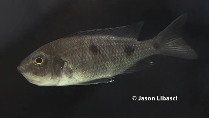 Copadichromis melas Female incubating eggs