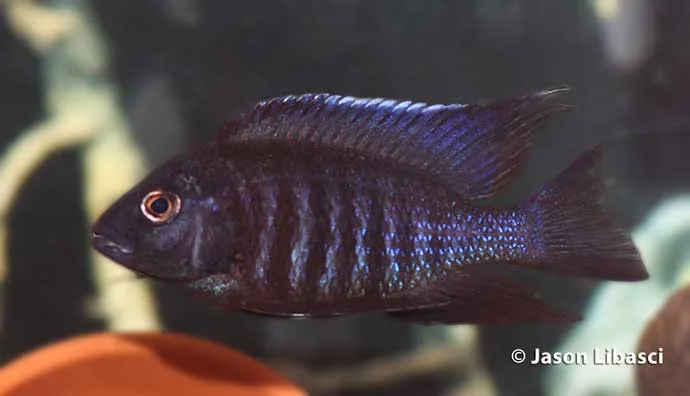 Copadichromis melas Male