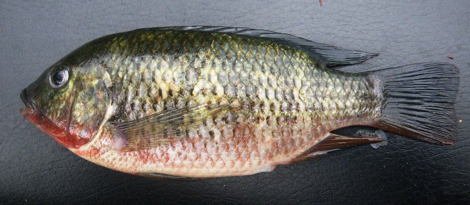 Redbreast tilapia (Coptodon rendalli)