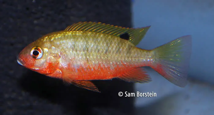 Tilapia snyderae Male