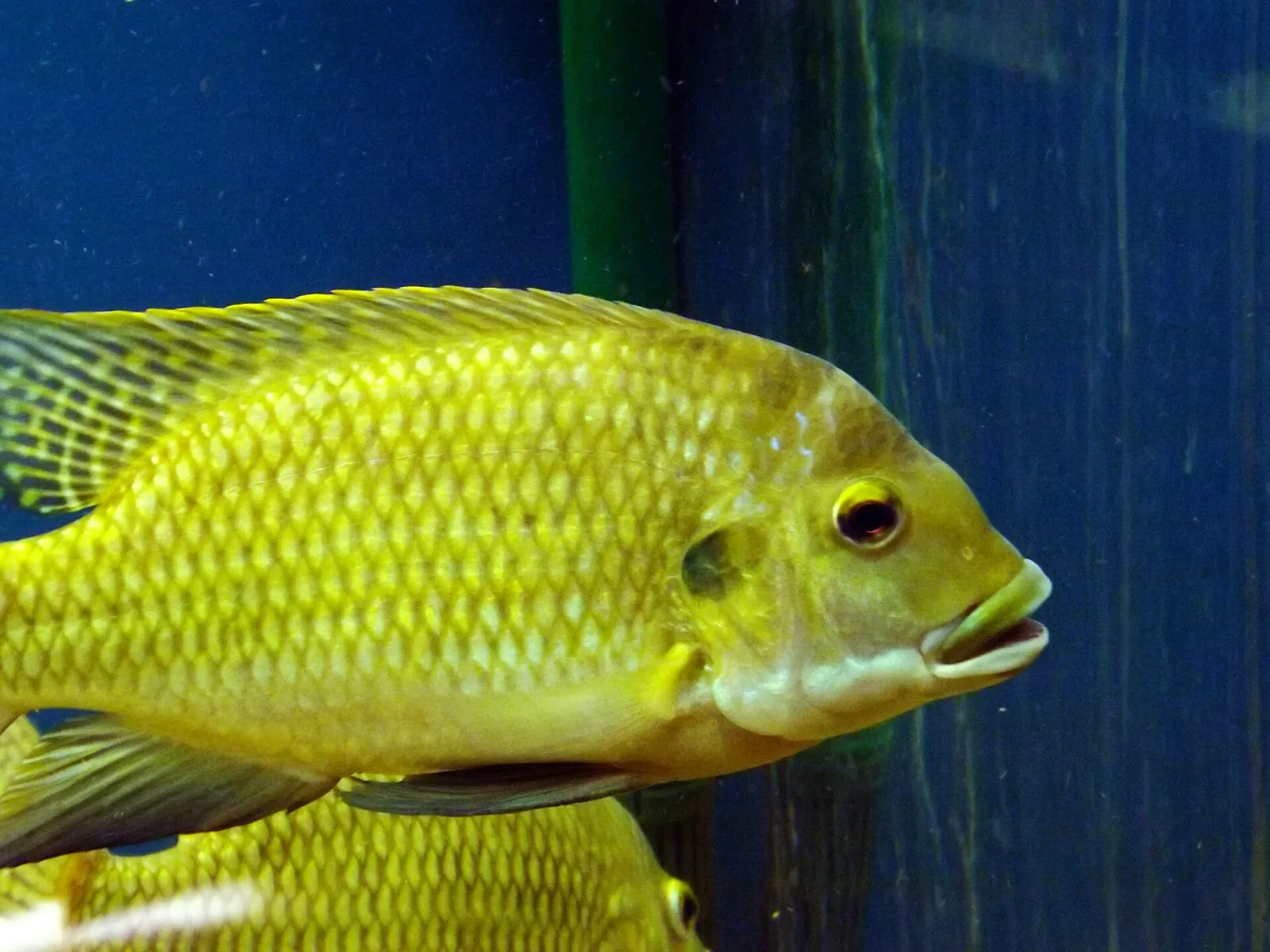 Banded tilapia (Coptodon zillii)