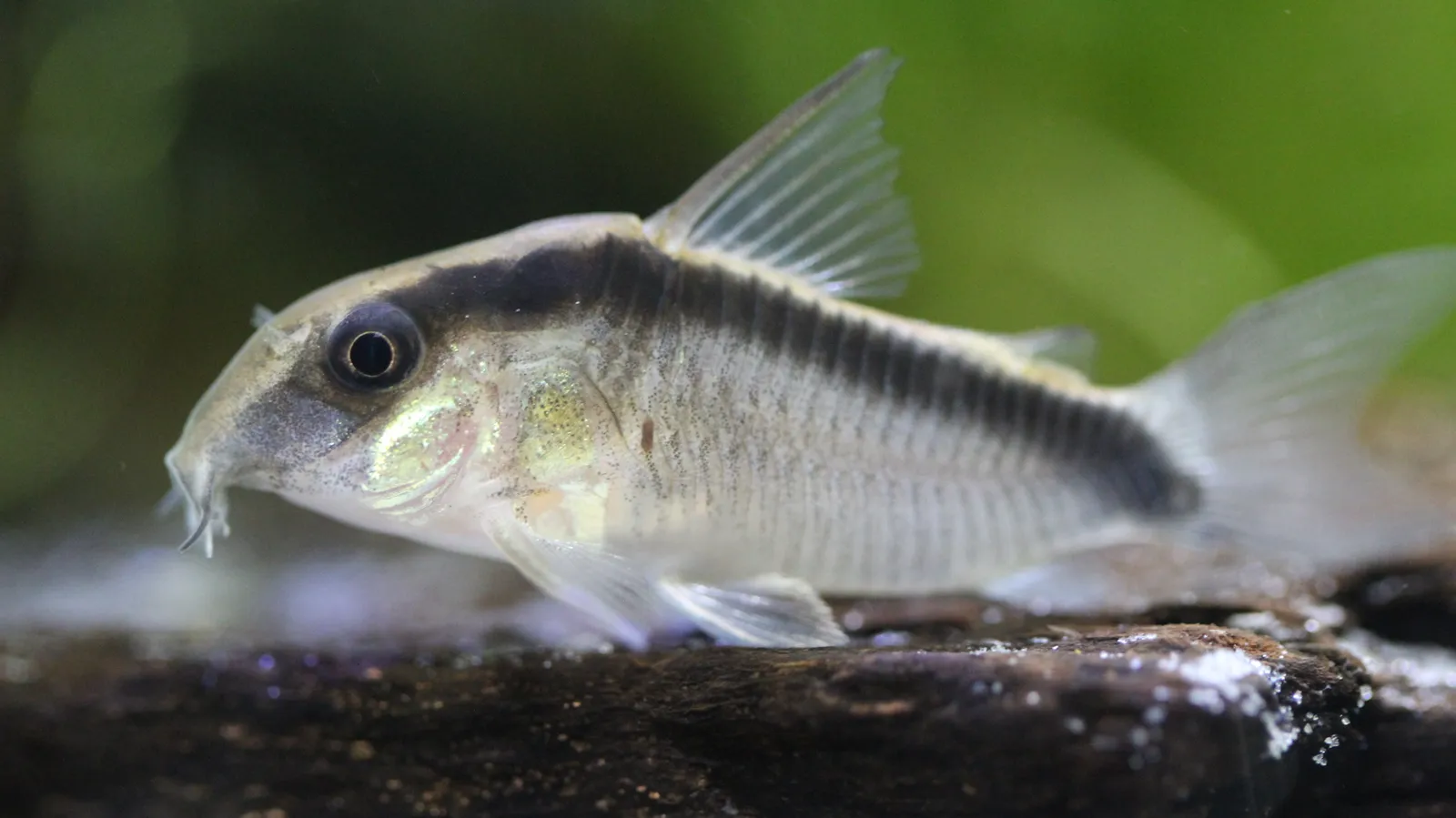 Skunk cory (Corydoras granti)