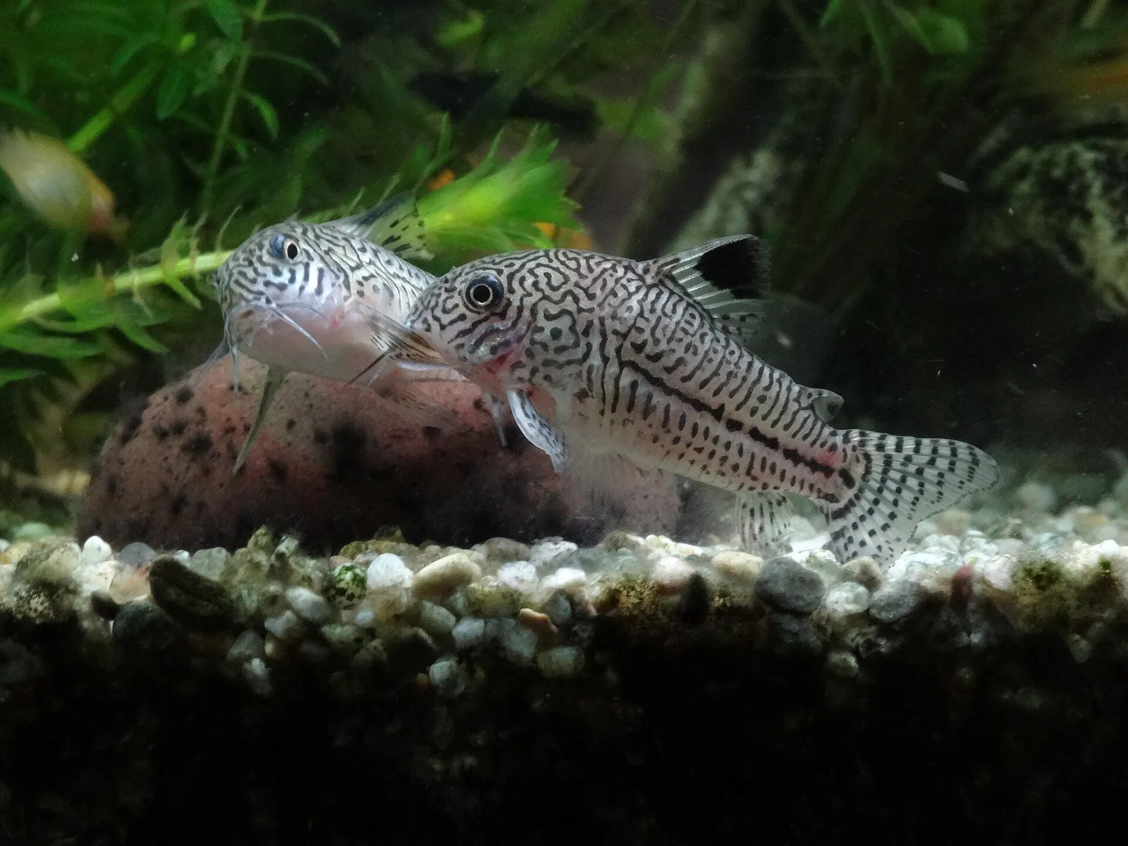 Julii cory (Corydoras julii)