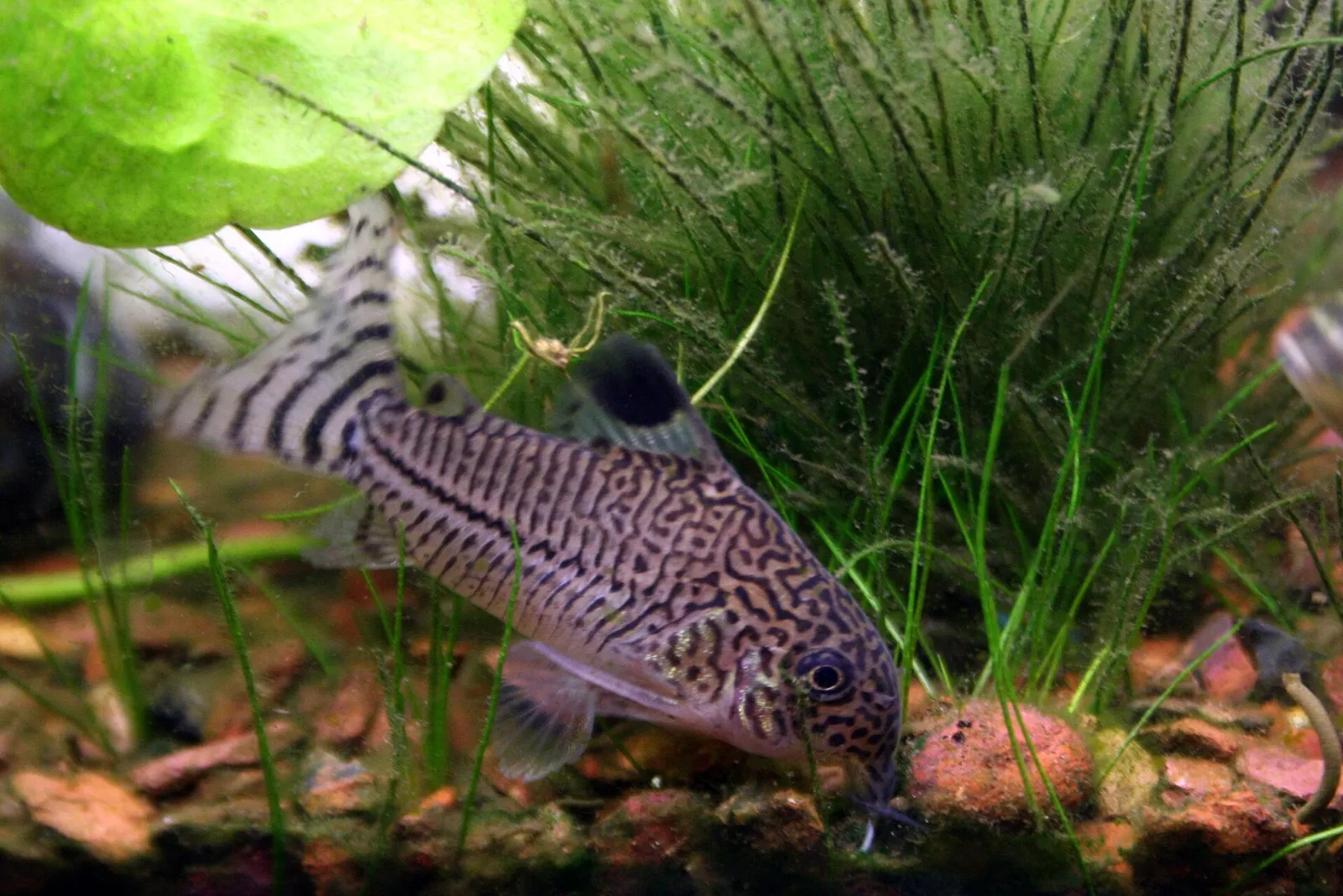 Julii cory (Corydoras julii)