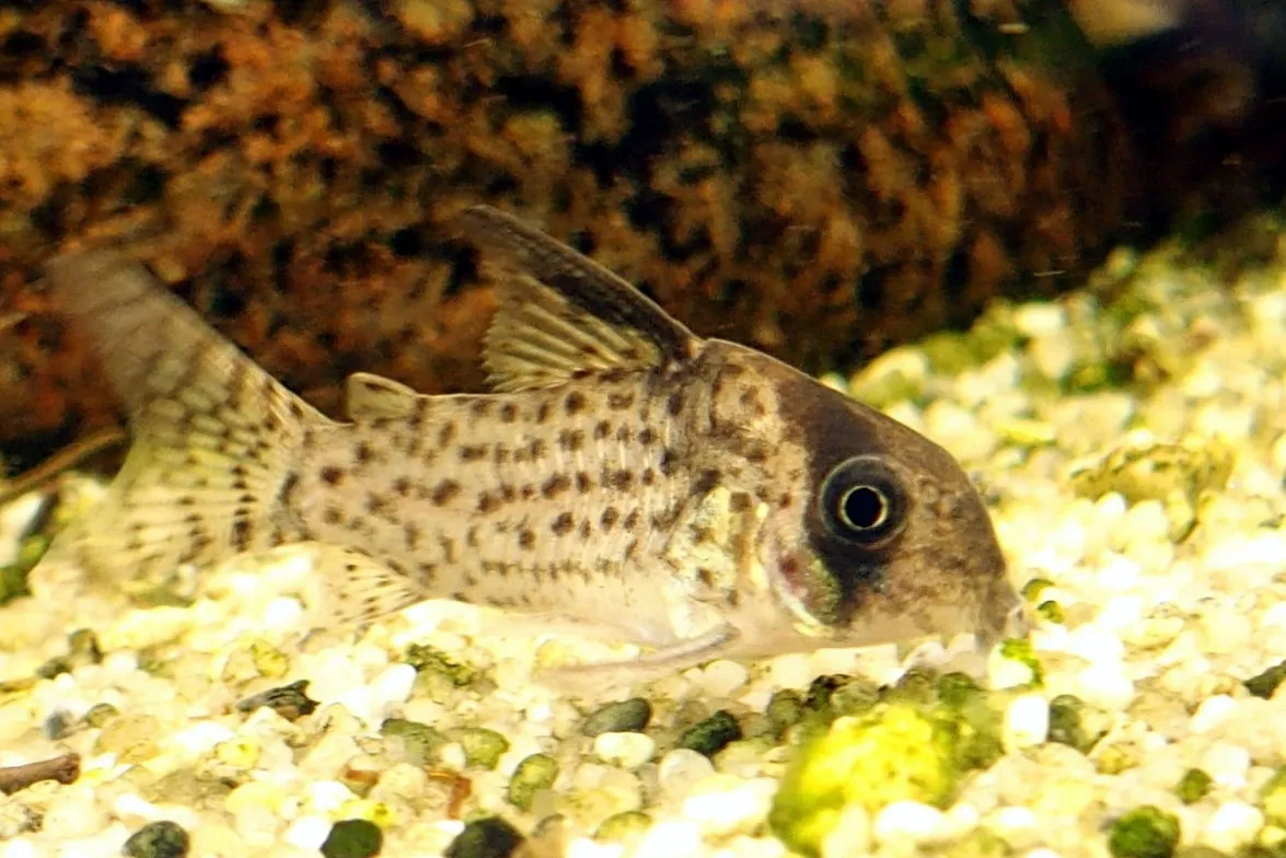 Kane's cory (Corydoras kanei)