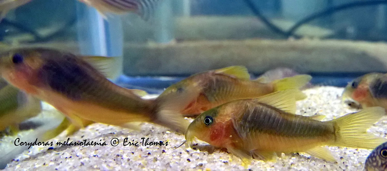 Green-gold cory (Corydoras melanotaenia)
