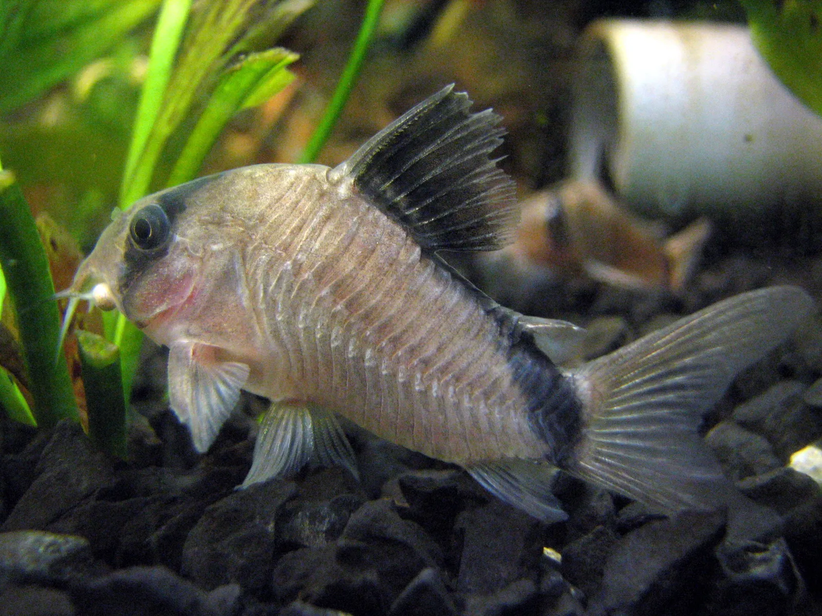 Bandit cory (Corydoras metae)