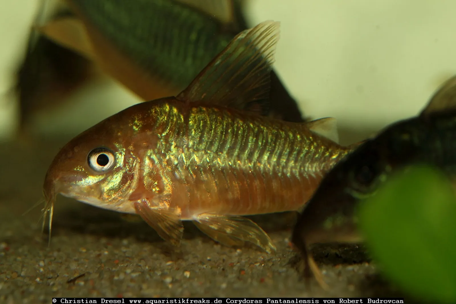 Pantanal cory (Corydoras pantanalensis)