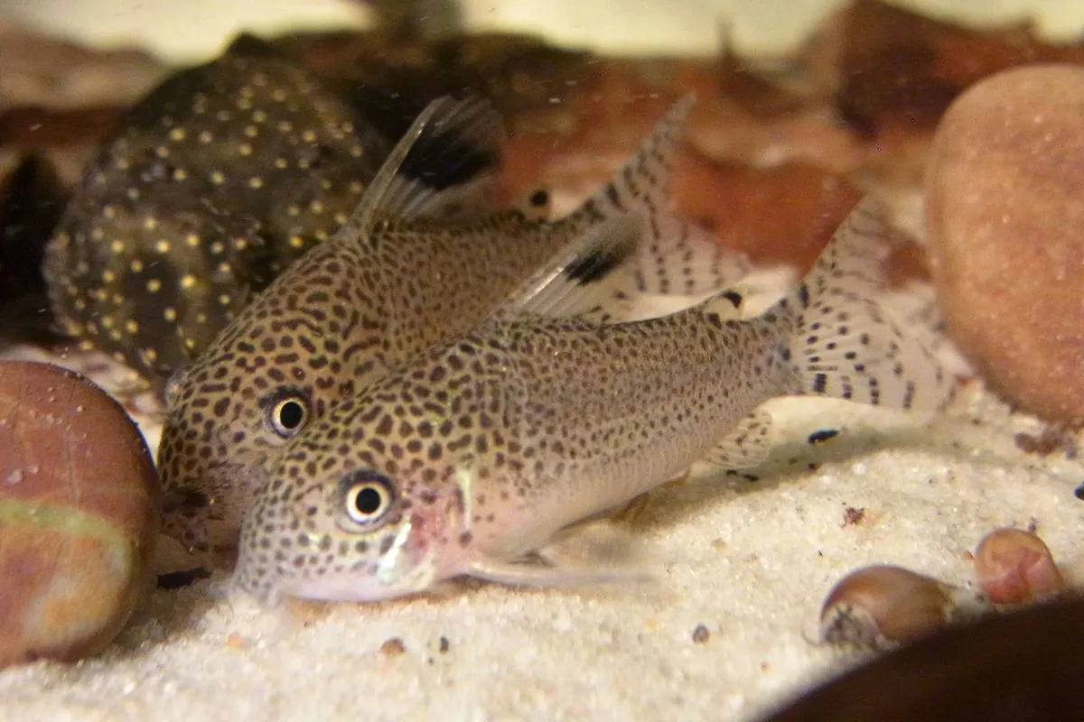 Spotfin corydoras (Corydoras punctatus)