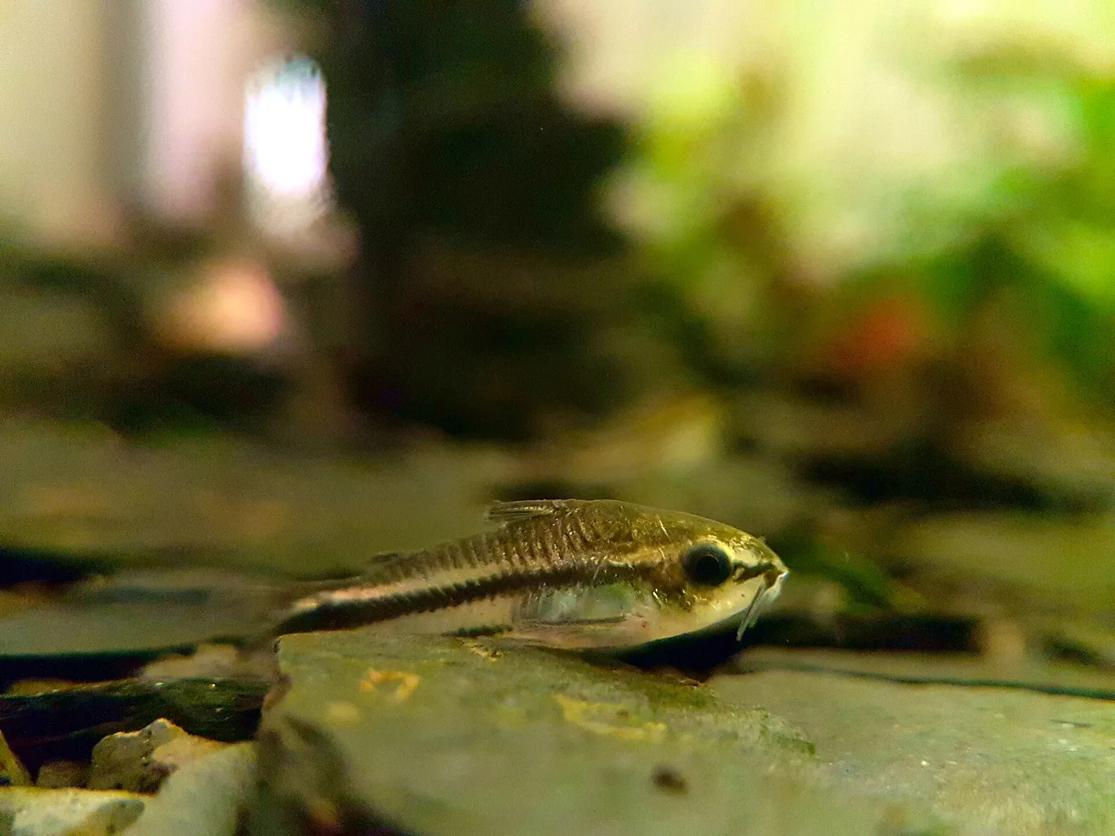 Pygmy cory (Corydoras pygmaeus)