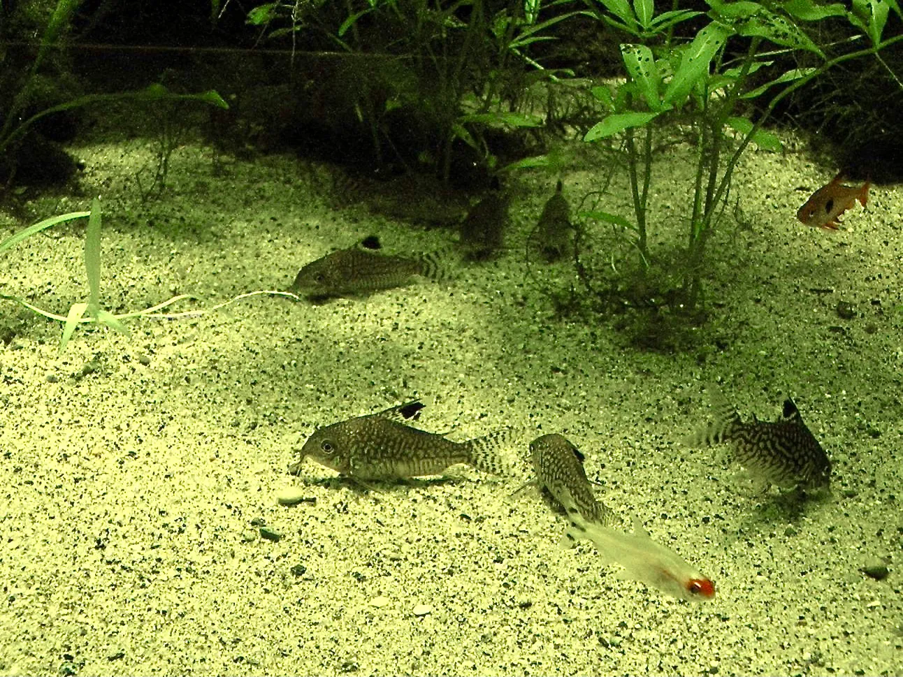Reticulated cory (Corydoras reticulatus)