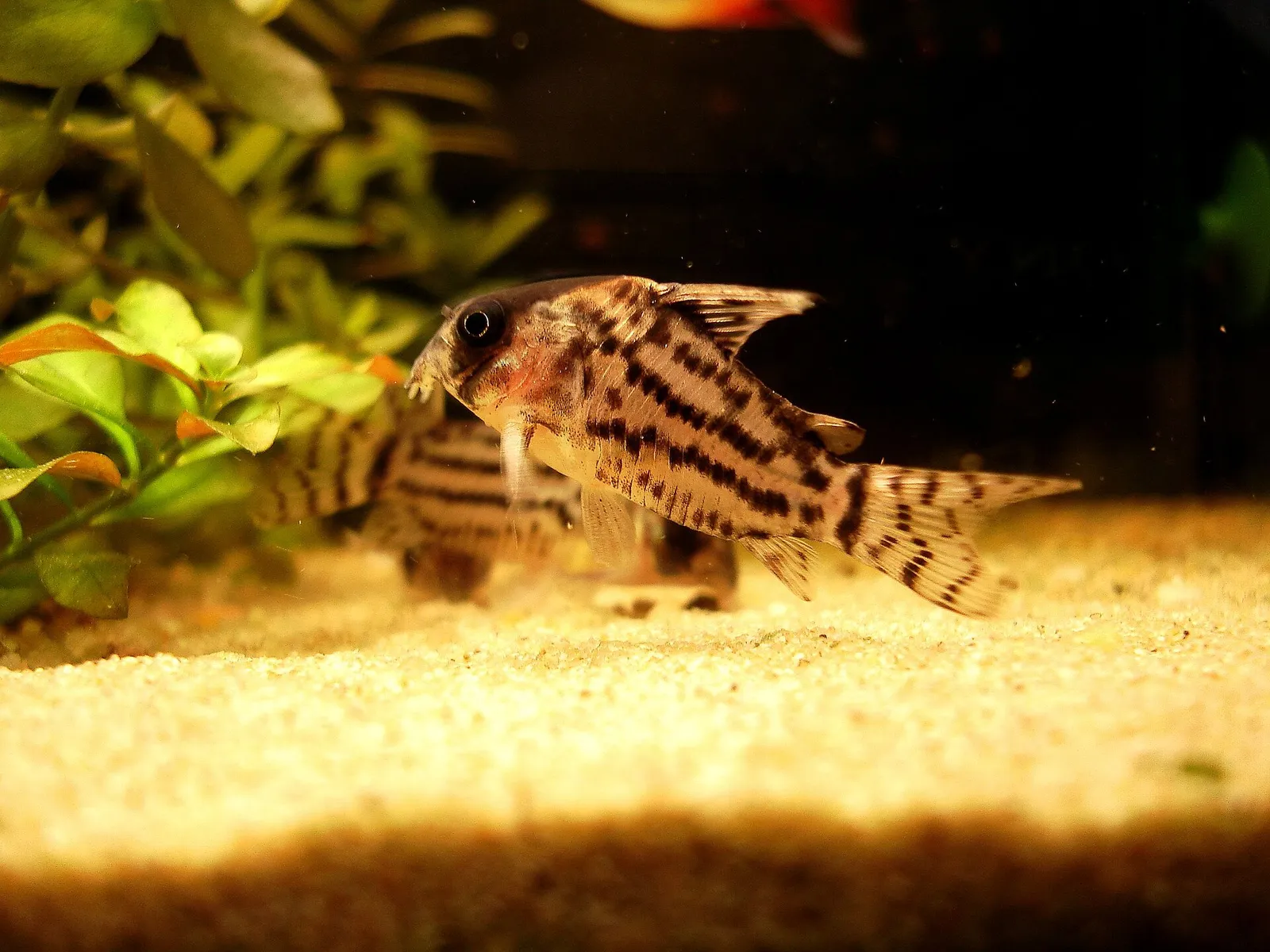 Schwartz's cory (Corydoras schwartzi)