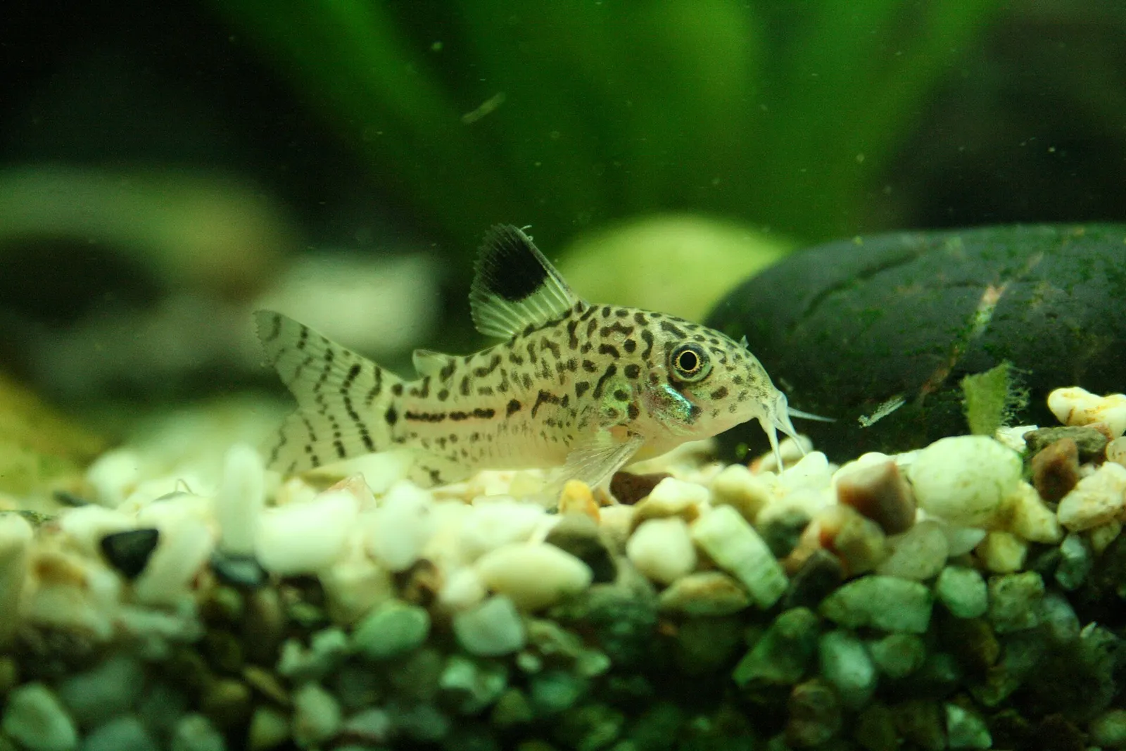 Three-line cory (Corydoras trilineatus)
