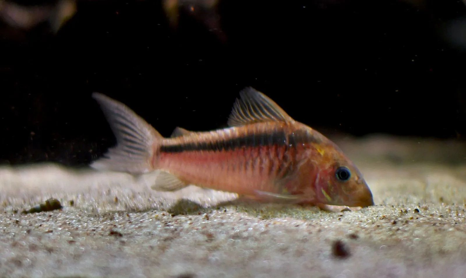 Black band cory (Corydoras zygatus)