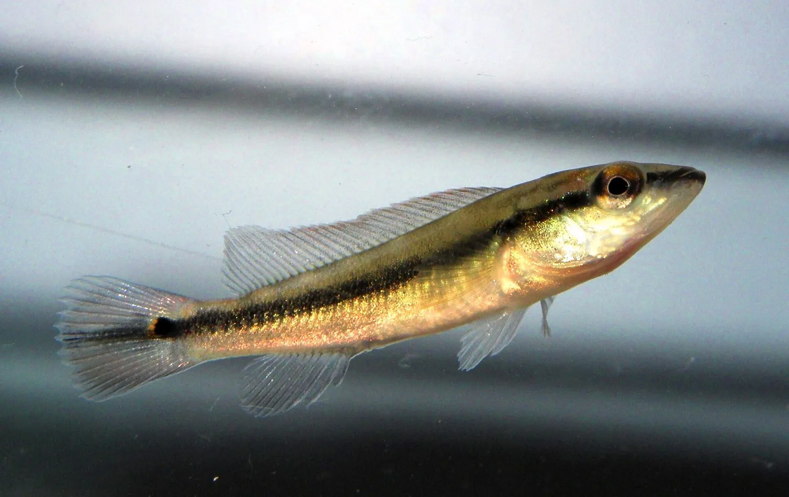 Crenicichla scottii