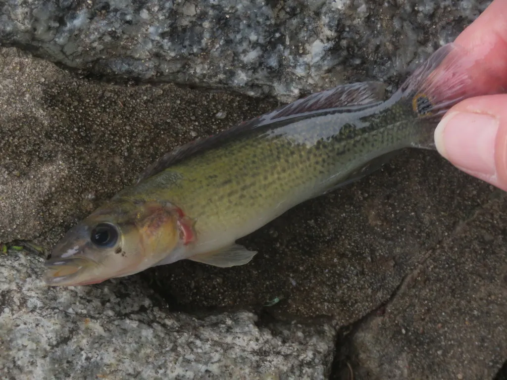 Crenicichla scottii