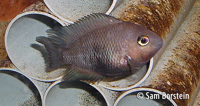 Cryptoheros spilurus Male
