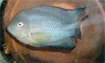 Cryptoheros spilurus Male