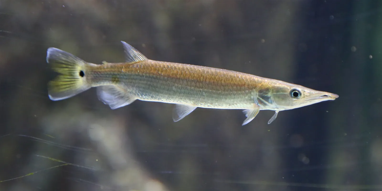 Hujeta gar (Ctenolucius hujeta)