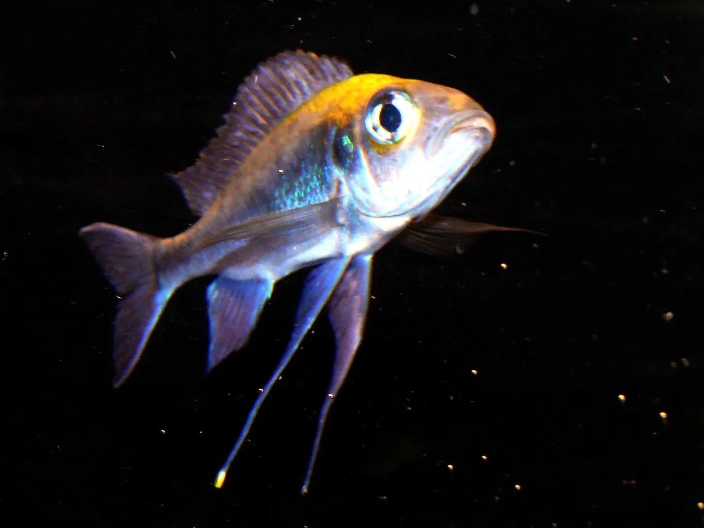 Featherfin Cichlid (Cyathopharynx furcifer)
