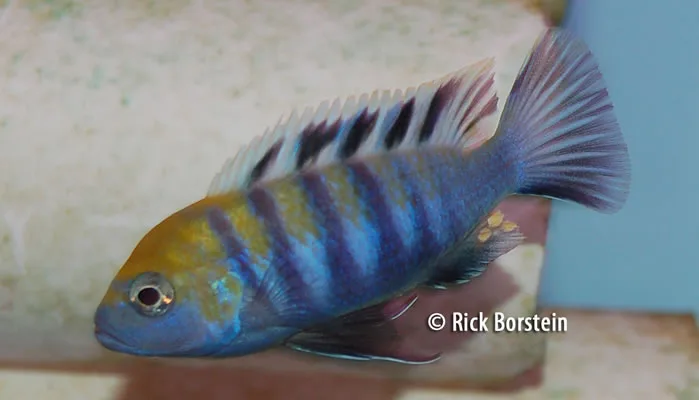 Cynotilapia afra