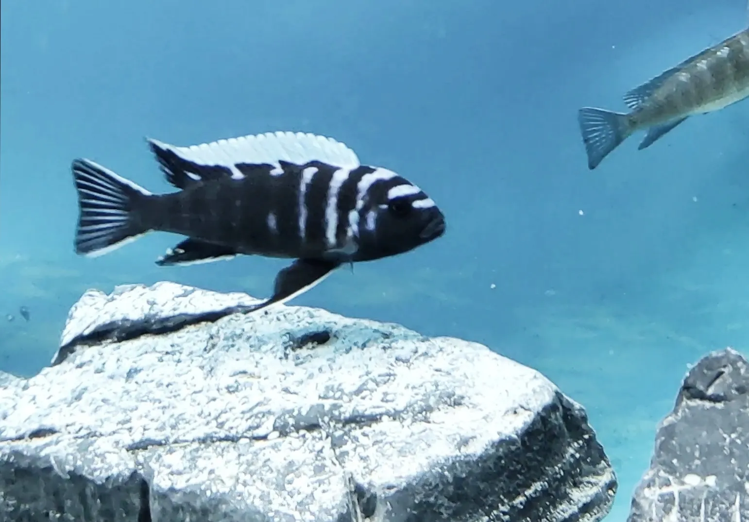 Cobue afra (Cynotilapia zebroides)